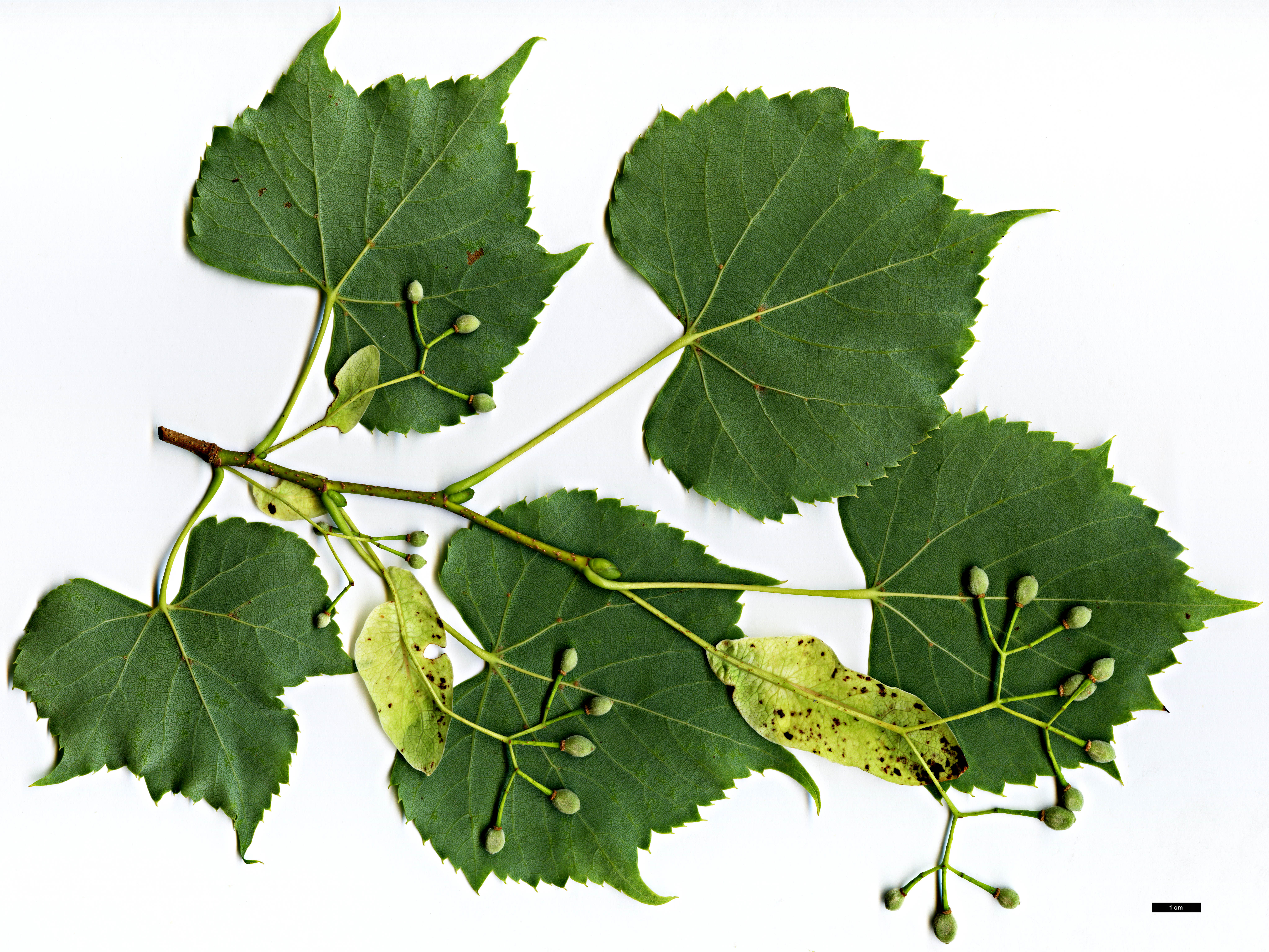 High resolution image: Family: Malvaceae - Genus: Tilia - Taxon: 'Harold Hillier' (T.japonica 'Ernest Wilson' × T.mongolica)